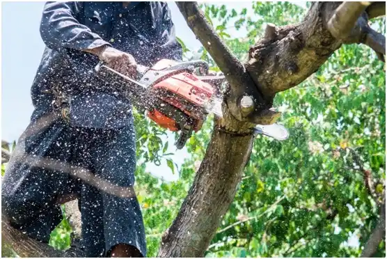 tree services Velma